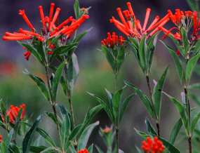 Bright red flowers